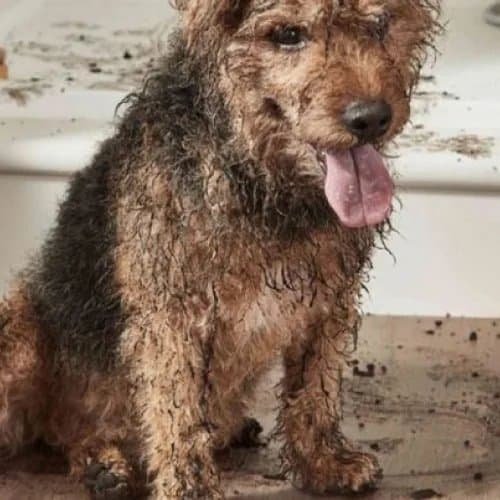 Pet friendly flooring info provided by Family Flooring in Bonners Ferry, ID